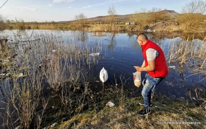 balta lebedelor hunedoara foto daniel guta adevarul