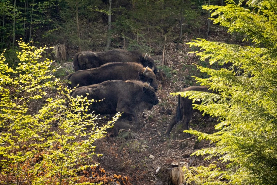 Zimbrii au fost aduşi din mai multe ţări din Europa de Vest FOTO: Conservation Carpathia