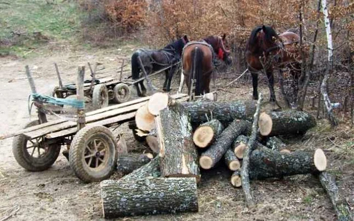 Un hoţ de lemne va sta câţiva ani în închisoare FOTO Adevărul.ro