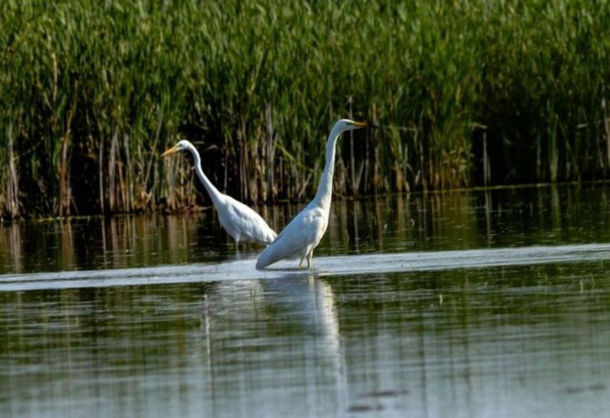 Superba arie protejată din nordul României comparată cu Delta Dunării