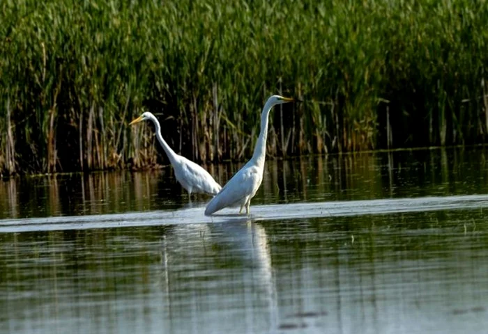 Rezervația de la Moftinu Mic are peste 125 de hectare FOTO Primăria Moftin