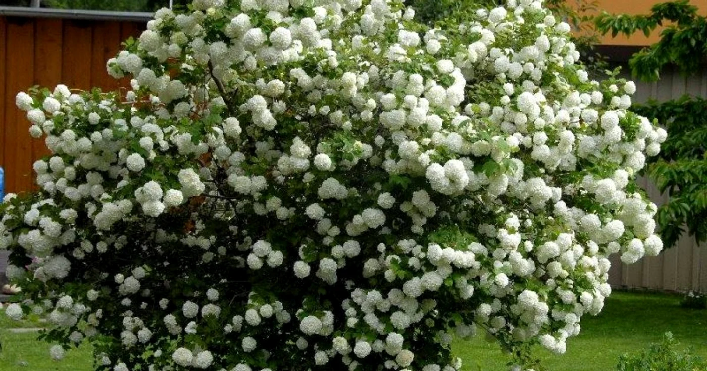 copaci gradina