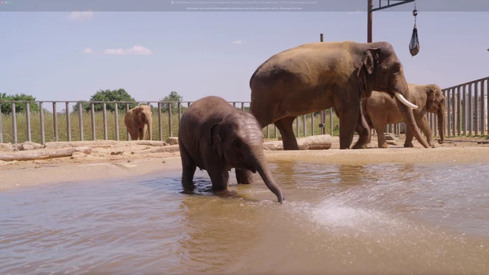 Elefanții s-au bălăcit ca să se răcorească (Foto: Profimedia)
