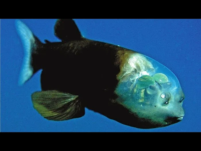 Peștele-ciocan / foto: captura video Youtube 