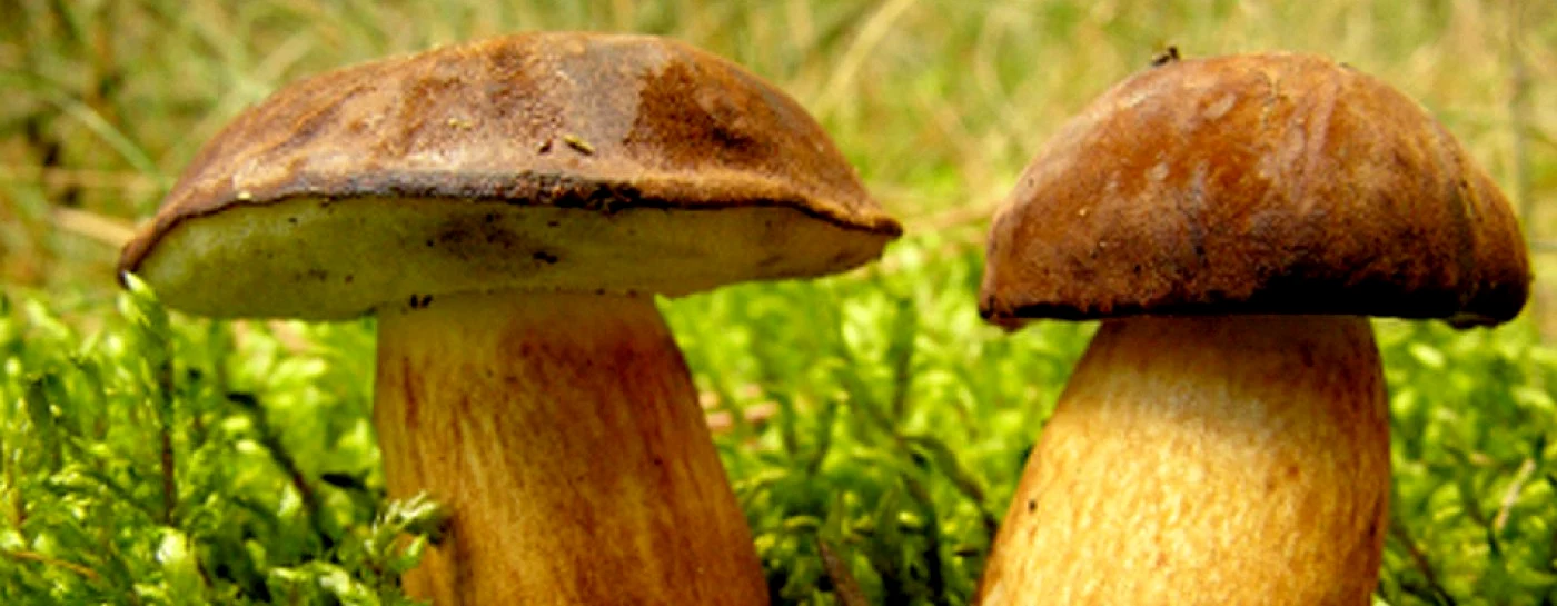 ciuperci
