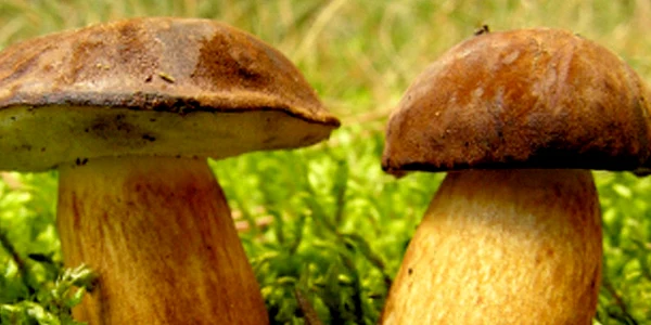ciuperci