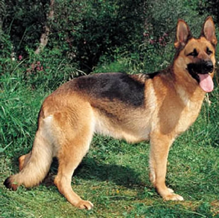 Pentru uciderea câinelui din rasa ciobănesc german, instanța l-a amendat pe criminal cu 1800 de leiFoto: ro.working-dog.com