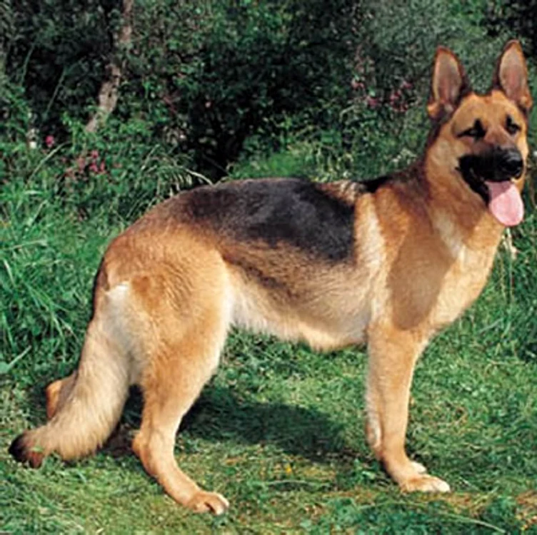 
    Pentru uciderea câinelui din rasa ciobănesc german, instanța l-a amendat pe criminal cu 1800 de leiFoto: ro.working-dog.com  