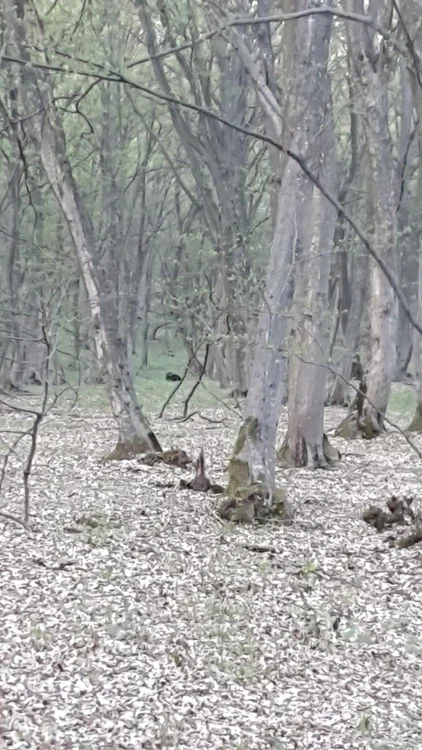 Administratorul fondului de vânătoare susţine că de câţiva ani în fiecare primăvara îşi fac apariţia tot mai mulţi urşi în pădurile comunei Baciu. FOTO: Ianisa Barbu