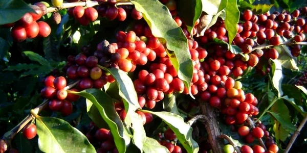 plantatie cafea