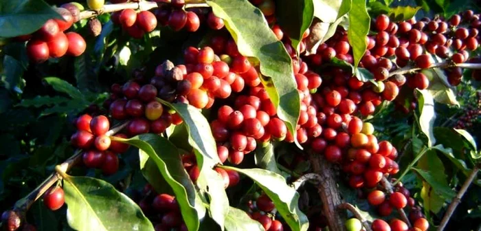Culturile de cafea din America Centrală sunt atacate de o ciupercă patogenă