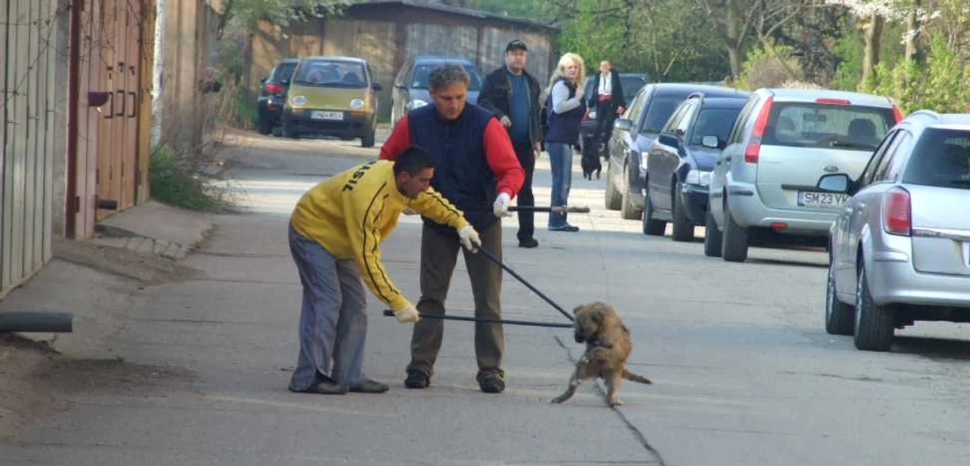 Hingherii au capturat la prima oră un câine comunitar