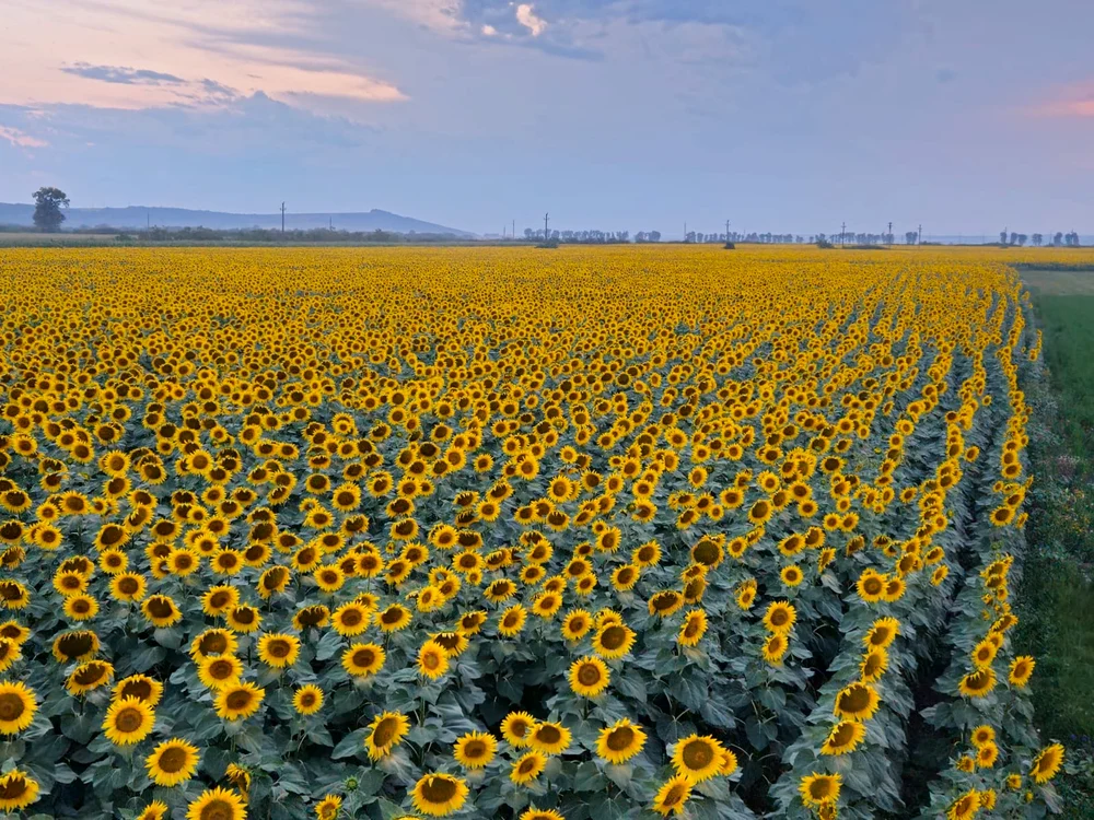 Floarea soarelui de pe terenurile lucrate de tânărul inginer agronom ieșean Sursa foto USV Iasi jpeg