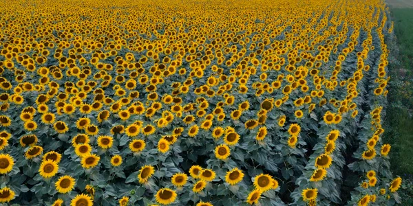 Floarea soarelui de pe terenurile lucrate de tânărul inginer agronom ieșean Sursa foto USV Iasi jpeg