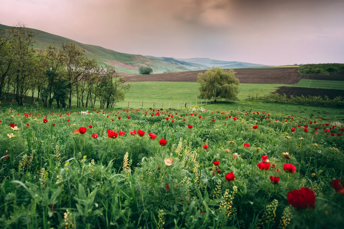 Bujori. Shutterstock