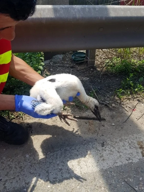 
    Pompierii i-au montat o atela puiului de barză și l-au pus înapoi în cuib alături de frații săi Sursă foto: ISU Brașov  