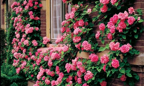 1 69044 original jpg jpeg