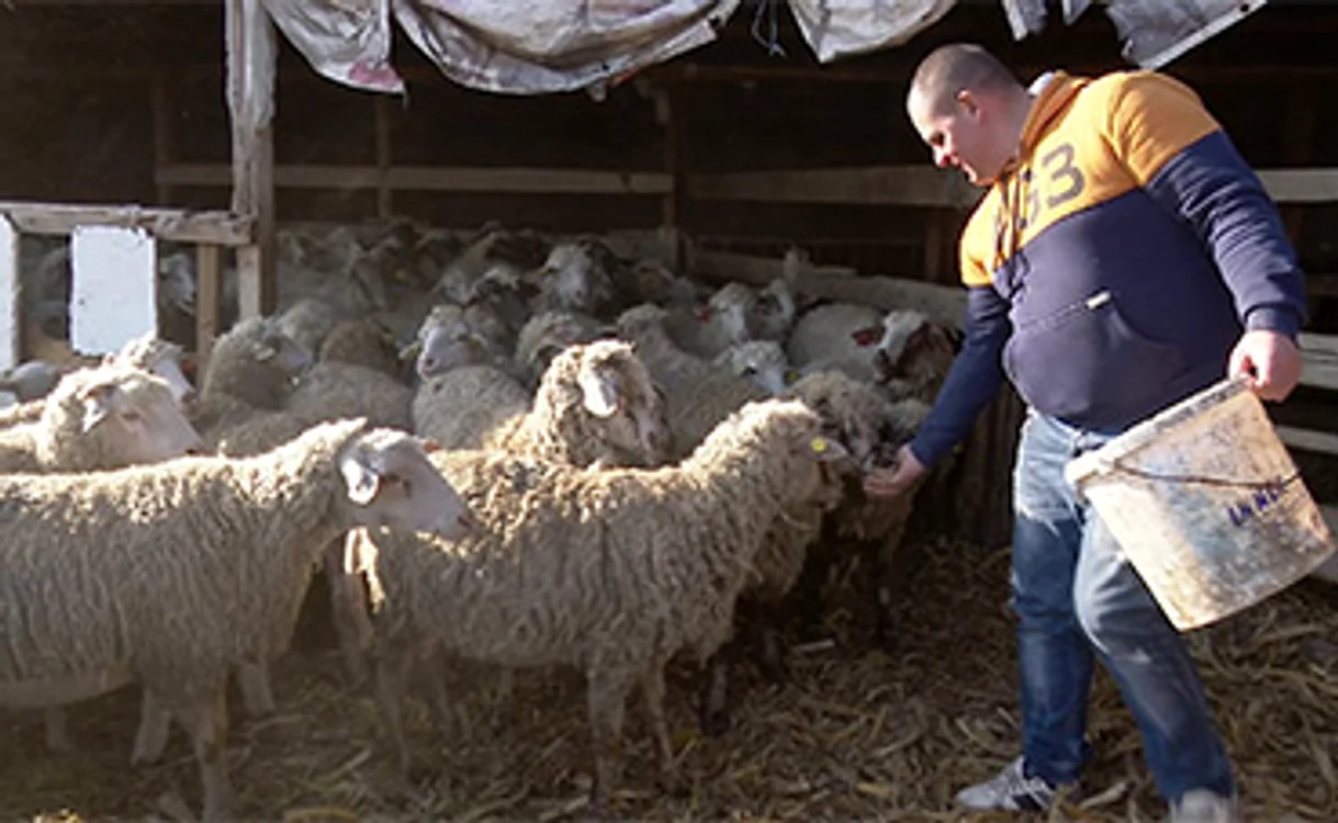 Florin Marin, crescător de ovine în satul Maxenu. Foto: adevarul.ro