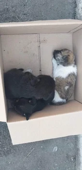 WhatsApp Image 2022 07 26 at 09 37 01 3 496x1024 jpeg