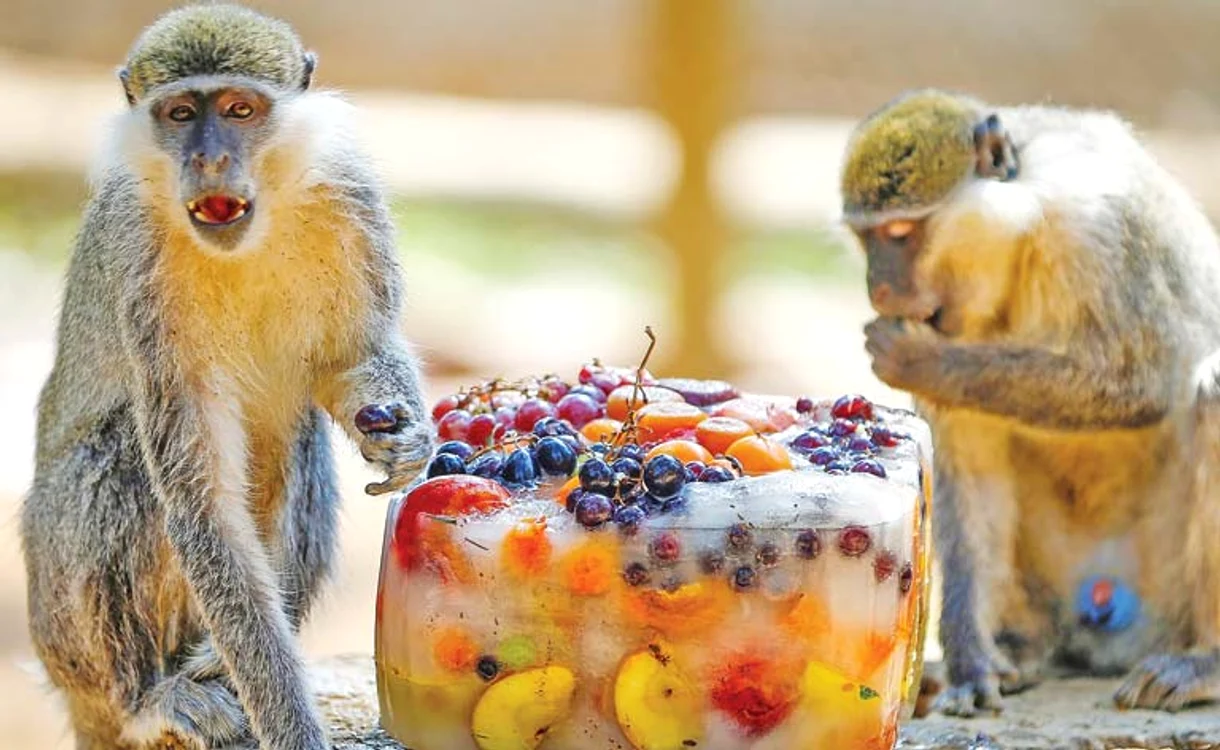 Maimuţele de la zoo din Antalya au primit fructe congelate ca să se răcorească