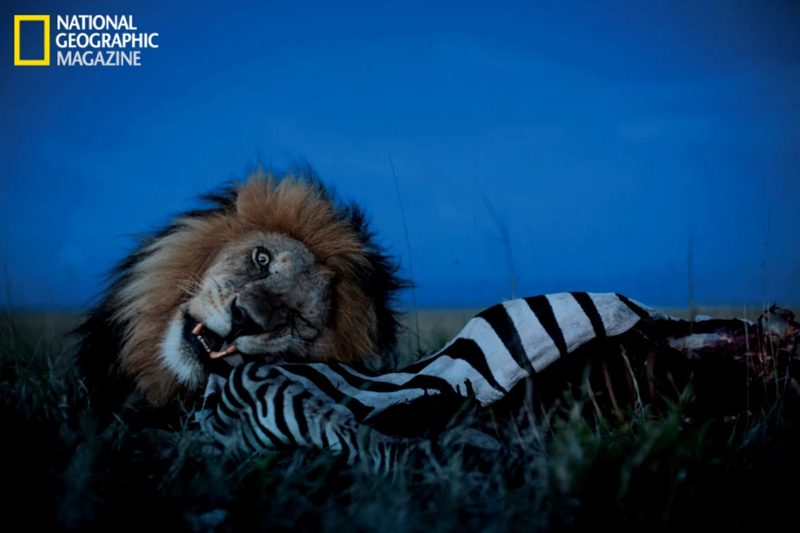 fotografii lei africani foto national geographic