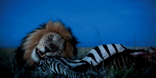 fotografii lei africani foto national geographic