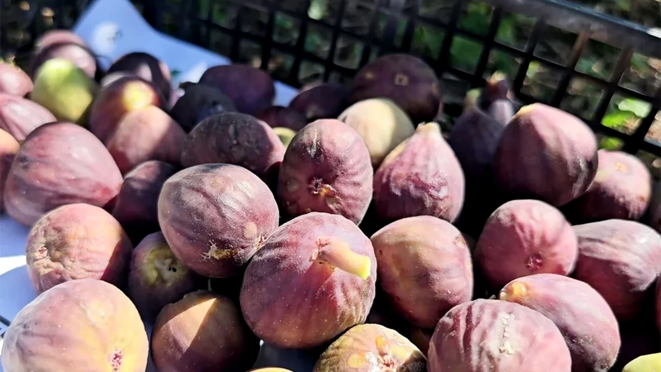 Smochinele - fructe dulci, zemoase şi sănătoase. Foto: Iulian Bunilă