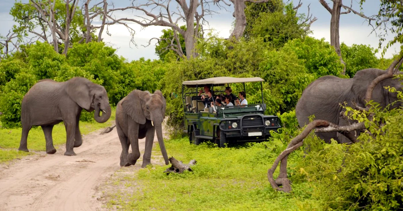 Safari în Parcul Naţional Chobe din Botswana FOTO Shutterstock