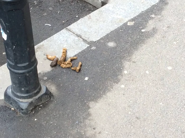 Excrementele nu sunt curățate, ci dispar în timp, după ce sunt călcate din neatenție de trecători