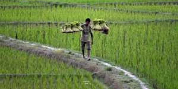 Un fermier duce răsaduri de orez pentru a le planta pe un camp la marginea oraşului Guwahati statul Assam India FOTO EPA-EFE / STR