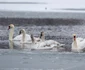 Operaţiunea de salvare a lebedelor de la Galaţi FOTO Sorin Pană