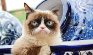 1 catttttttttt png png