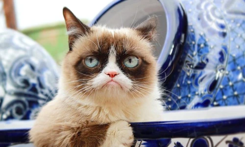 1 catttttttttt png png