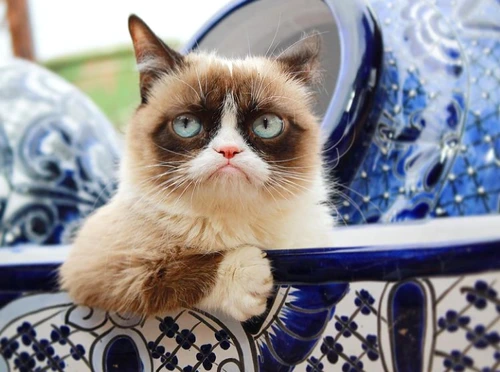 1 catttttttttt png png