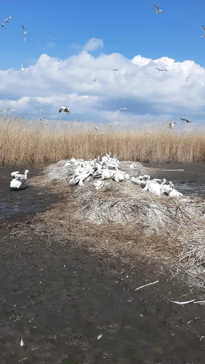 Zone protejate Delta Dunării FOTO ARBDD