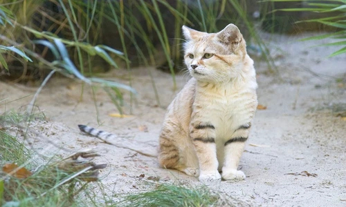 1 76111 original jpg jpeg