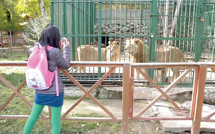 Leii interlopului au fost mutaţi la Zoo Galaţi