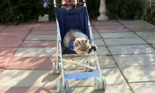 caine plimba pisica in carucior jpeg