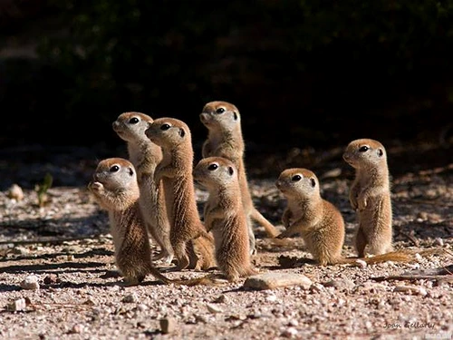Puii de suricate învață de la părinții lor cum să vâneze
