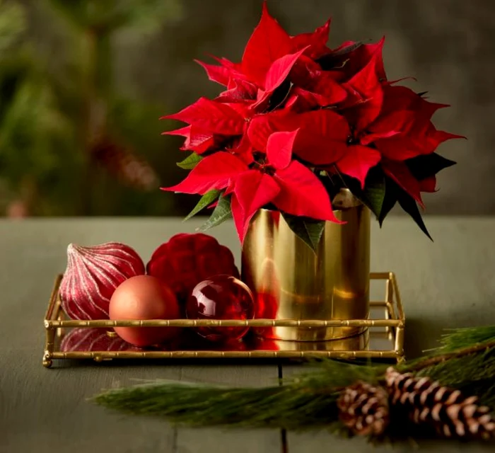 Crăciunița este mult mai periculoasă decât am bănui