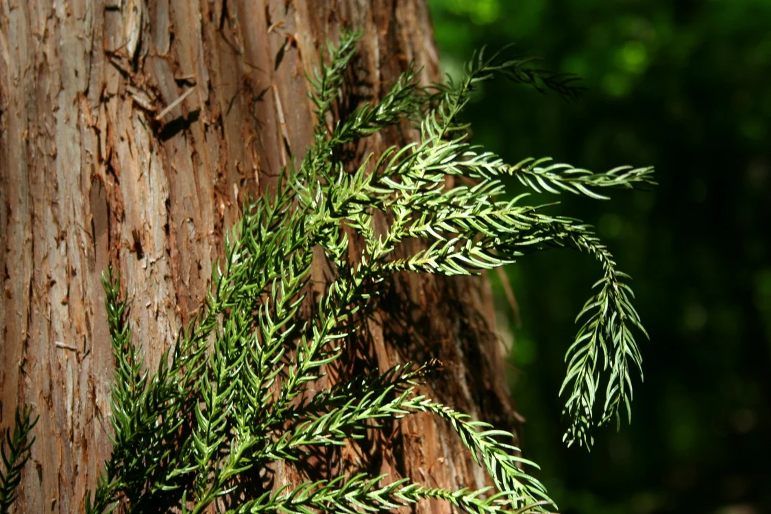 Arborele rămâne veșnic verde  FOTO Alec Portase