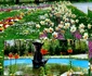 Amenajări florale pe străzile din Râmnicu Vâlcea Foto Poze şi lucruri frumoase