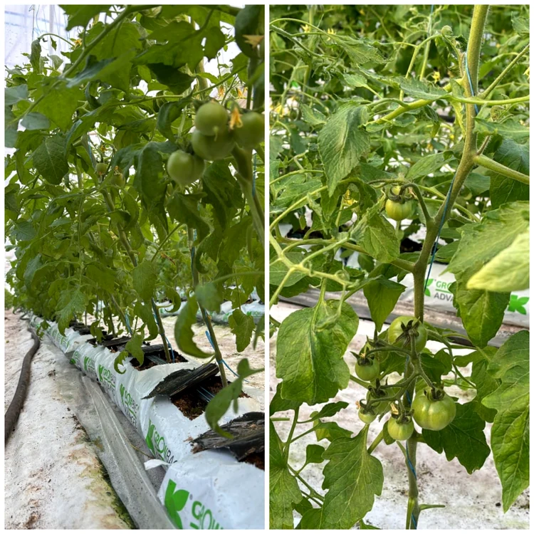 Tomatele vor fi gata pentru piață la sfârșit de martie FOTo: Gh. Domnicu