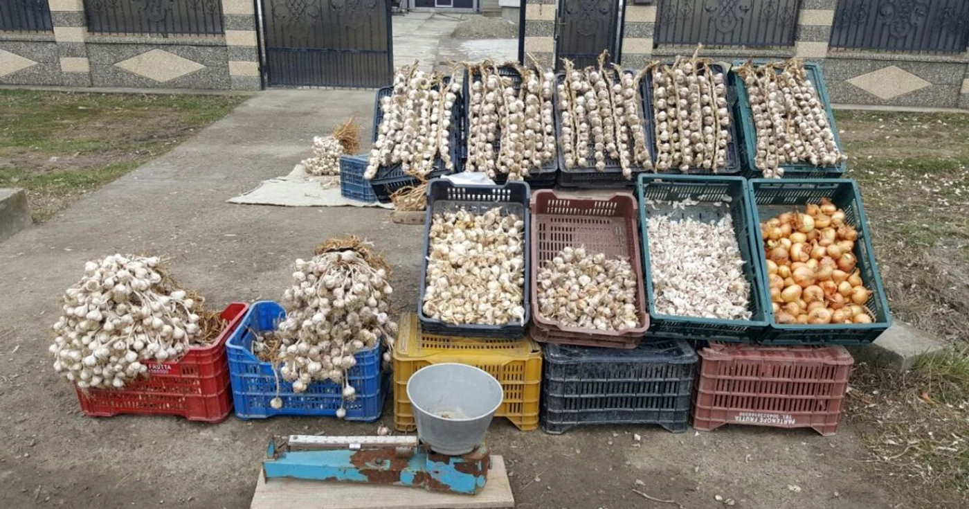 Copălăul este renumit pentru usturoiul cultivat aici FOTO Cosmin Zamfirache