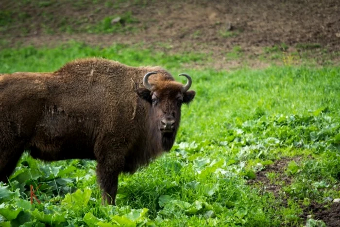 
    Cinci zimbri au murit, până acum, în Rezervația Hațeg-Slivuț  