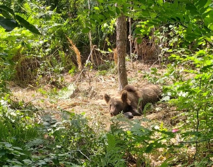 Ursul a fost prins într-un laţ