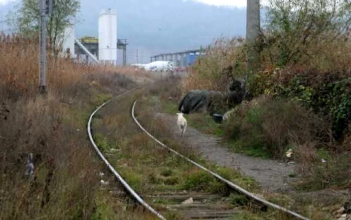 Zona industrială Iaşi