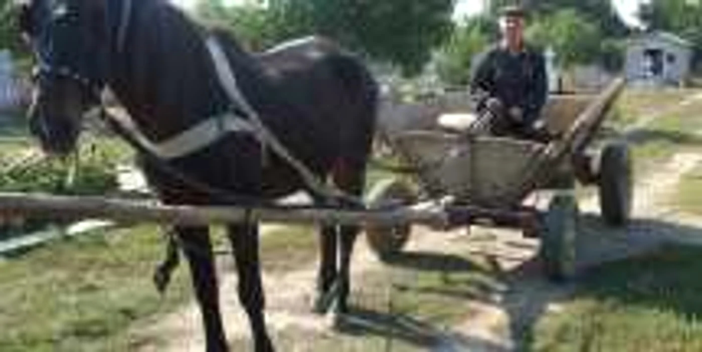 Nea Costică umblă nestingherit cu căruţa printre morminte  foto: M. Sofronie