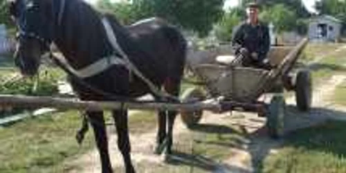 Nea Costică umblă nestingherit cu căruţa printre morminte  foto: M. Sofronie