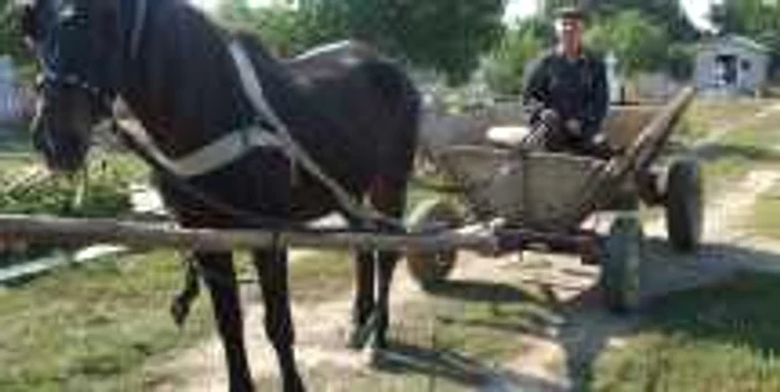 Nea Costică umblă nestingherit cu căruţa printre morminte foto: M. Sofronie